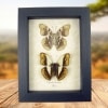 Real Framed African Butterflies Set Cymothoe Herminia Taxidermy Display