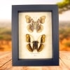 Real Framed African Butterflies Set Cymothoe Herminia Taxidermy Display