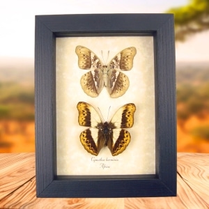 Real Framed African Butterflies Set Cymothoe Herminia Taxidermy Display