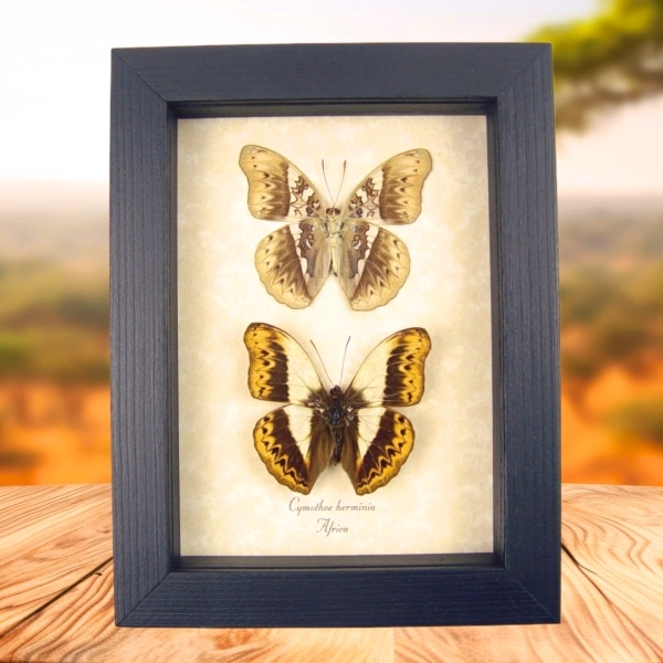 Real Framed African Butterflies Set Cymothoe Herminia Taxidermy Display Real Framed African Butterflies Set Cymothoe Herminia Taxidermy Display