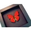 Real Framed Red Glider Butterfly Cymothoe sangaris Taxidermy Moonlight Display