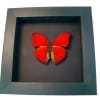 Real Framed Red Glider Butterfly Cymothoe sangaris Taxidermy Moonlight Display