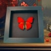Real Framed Red Glider Butterfly Cymothoe sangaris Taxidermy Moonlight Display