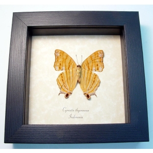 Cyrestis thyonneus Golden Map Butterfly Framed Taxidermy Display