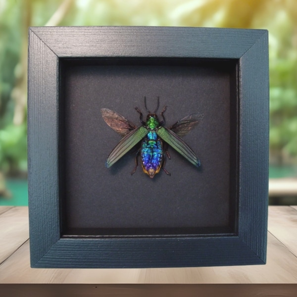 Demochroa detanii Rainbow Jewel Beetle Framed Taxidermy Moonlight Display