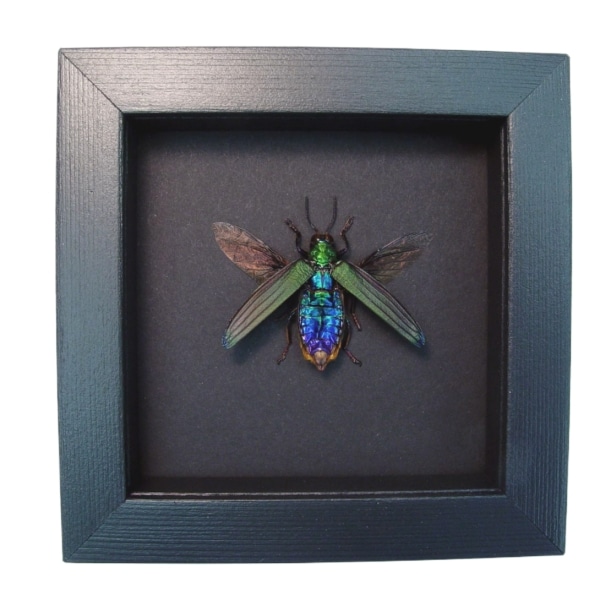 Demochroa detanii Rainbow Jewel Beetle Framed Taxidermy Moonlight Display