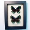 Eumaeus childrenae debora Pair Superb Cycadian Green Blue Butterflies Framed Taxidermy Display