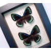 Eumaeus childrenae debora Pair Superb Cycadian Green Blue Butterflies Framed Taxidermy Display