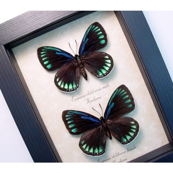 Eumaeus childrenae debora Pair Superb Cycadian Green Blue Butterflies Framed Taxidermy Display