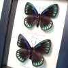 Eumaeus childrenae debora Pair Superb Cycadian Green Blue Butterflies Framed Taxidermy Display