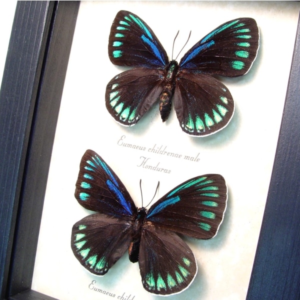 Eumaeus childrenae debora Pair Superb Cycadian Green Blue Butterflies Framed Taxidermy Display