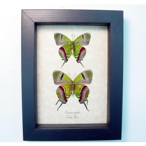 Evenus Regalis Pair verso Butterflies Regal Hairstreak Framed Taxidermy Display