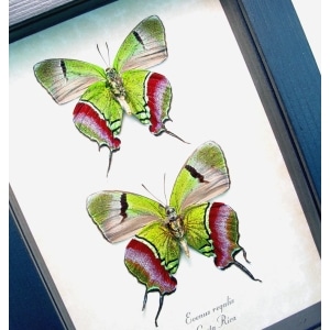 Evenus Regalis Pair verso Butterflies Regal Hairstreak Framed Taxidermy Display