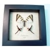 Graphium agetes White Swallowtail Butterfly Framed Taxidermy Display