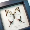 Graphium agetes White Swallowtail Butterfly Framed Taxidermy Display