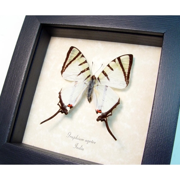 Graphium agetes White Swallowtail Butterfly Framed Taxidermy Display
