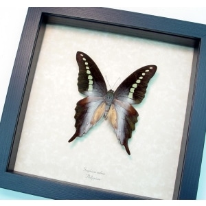 Graphium codrus Green Banded Swallowtail Butterfly Framed Taxidermy Display