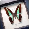 Graphium sarpedon Blue triangle Butterfly Framed Taxidermy Display