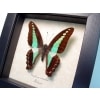 Graphium sarpedon Blue triangle Butterfly Framed Taxidermy Display
