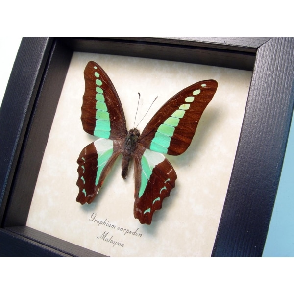 Graphium sarpedon Blue triangle Butterfly Framed Taxidermy Display