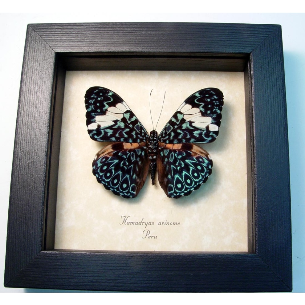 Hamadryas aeinome Blue Paisley Cracker Butterfly Framed Taxidermy Display