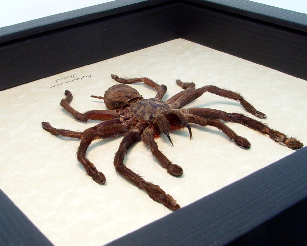 Haplopelma minax Black Thailand Tarantula Framed Spider