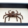 Haplopelma minax Black Thailand Tarantula Framed Spider ooak