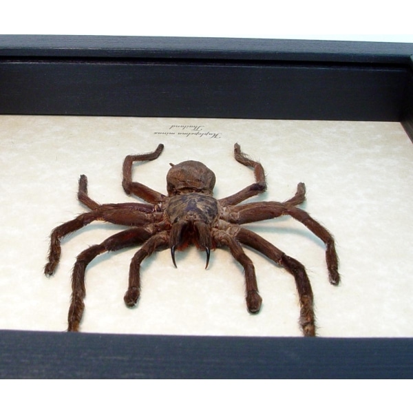 Haplopelma minax Black Thailand Tarantula Framed Spider ooak
