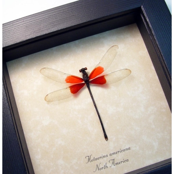 Red Damselfly Hetaerina americana Real Framed Rubyspot Taxidermy Display