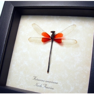 Red Damselfly Hetaerina americana Real Framed Rubyspot Taxidermy Display