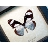 Hypolimnas anthedon Verso Blue African Butterfly Framed Taxidermy Display