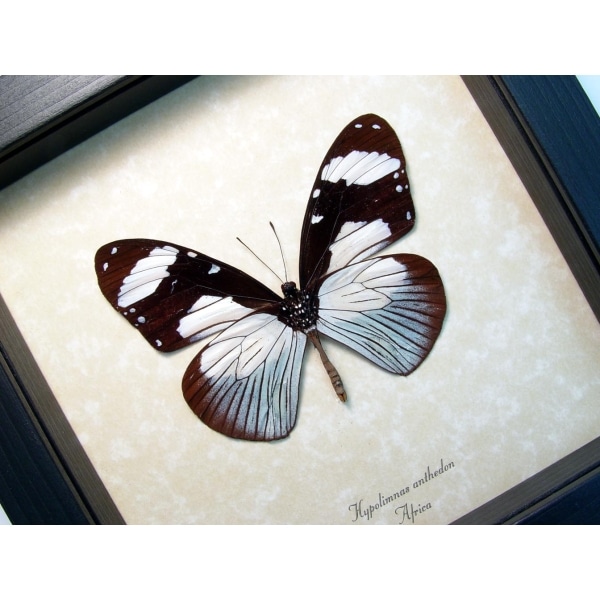 Hypolimnas anthedon Verso Blue African Butterfly Framed Taxidermy Display
