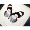 Hypolimnas anthedon Verso Blue African Butterfly Framed Taxidermy Display