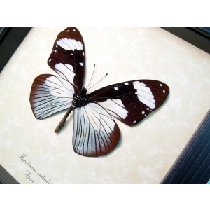 Hypolimnas anthedon Verso Blue African Butterfly Framed Taxidermy Display