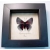 Lyropteryx apollonia verso Metalmark Butterfly Framed Taxidermy