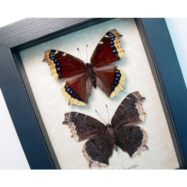Framed Mourning Cloak Butterfly Set Nymphalis Antiopa Butterflies Taxidermy Display