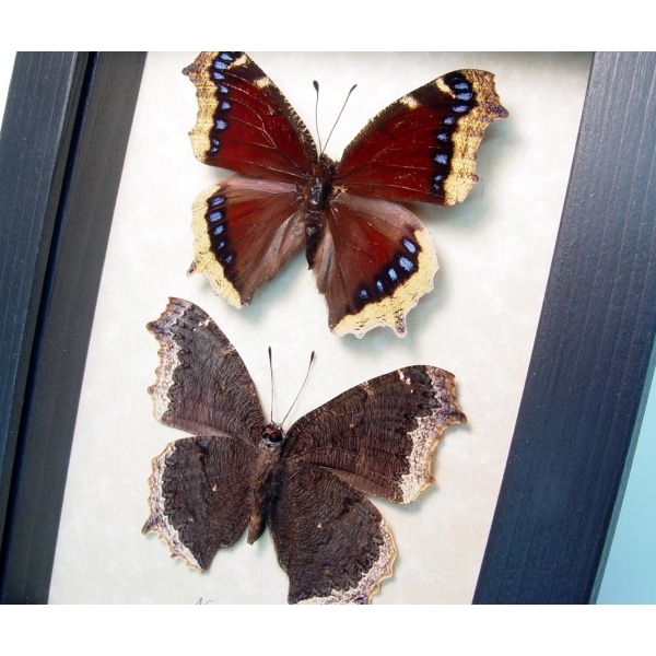 Framed Mourning Cloak Butterfly Set Nymphalis Antiopa Butterflies Taxidermy Display