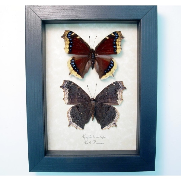 Framed Mourning Cloak Butterfly Set Nymphalis Antiopa Butterflies Taxidermy Display