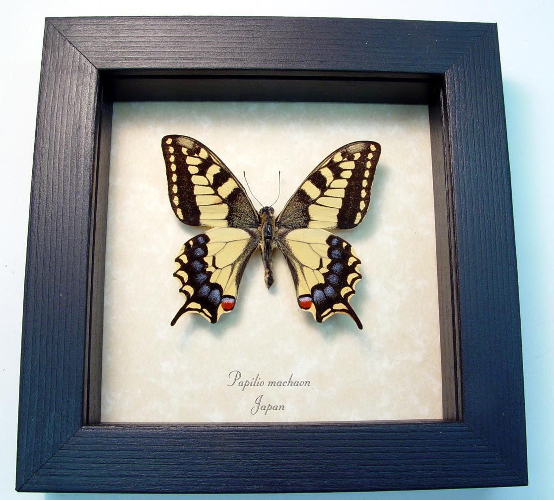 Old World Swallowtail Papilio machaon Female Japanese Butterfly