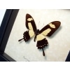 Papilio torquatus Golden Swallowtail Butterfly Framed Taxidermy Display