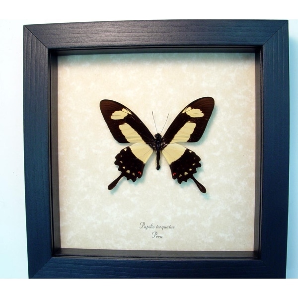 Papilio torquatus Golden Swallowtail Butterfly Framed Taxidermy Display