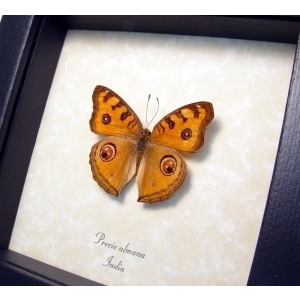 Precis almana Peacock Pansy Butterfly Framed Taxidermy Display