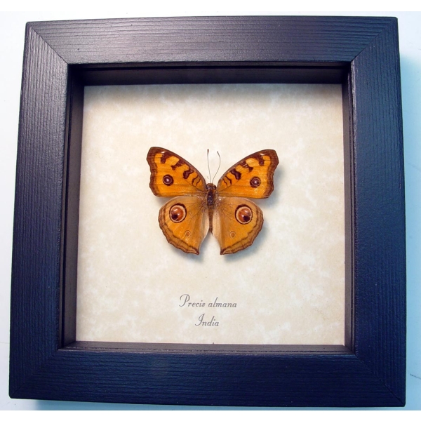 Precis almana Peacock Pansy Butterfly Framed Taxidermy Display