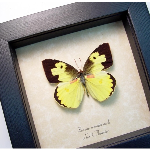 zarene-cesonia-male-southern-dogface-butterfly