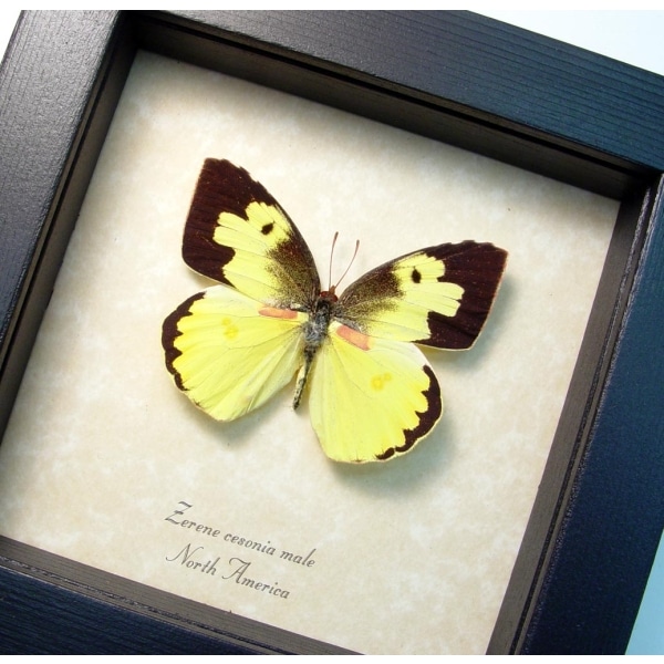 zarene-cesonia-male-southern-dogface-butterfly