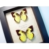 Real Framed Butterflies Zerene cesonia Pair Southern Dogface Set