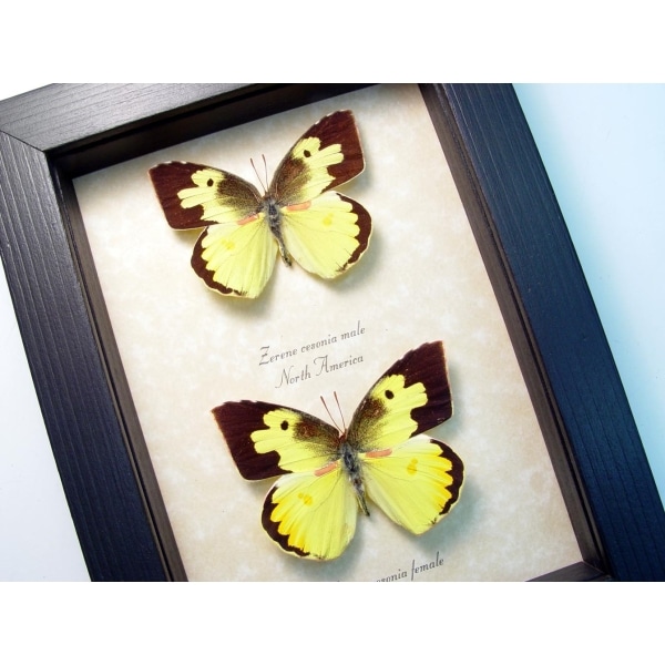 Real Framed Butterflies Zerene cesonia Pair Southern Dogface Set