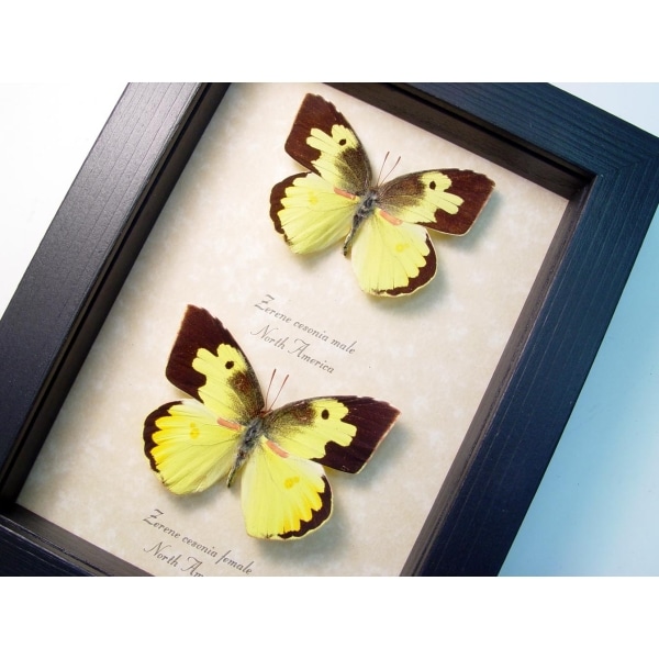 Real Framed Butterflies Zerene cesonia Pair Southern Dogface Set