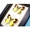 Real Framed Butterflies Zerene cesonia Pair Southern Dogface Set