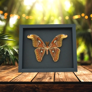 Snake Head Moth Attacus Atlas Male Framed Taxidermy Moonlight Display